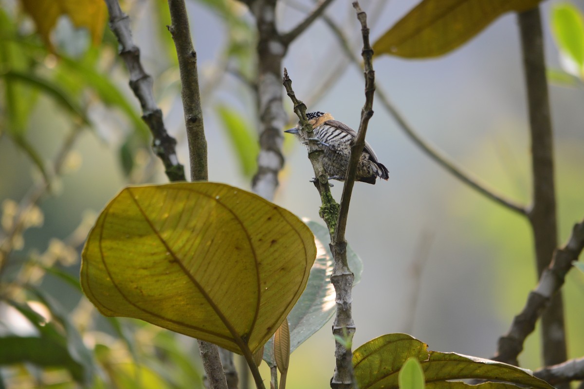 Ochre-collared Piculet - ML623299245