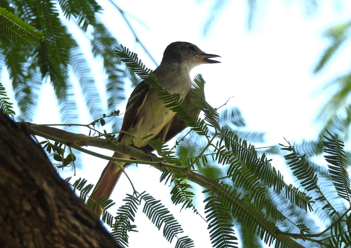 Ash-throated Flycatcher - ML623299273