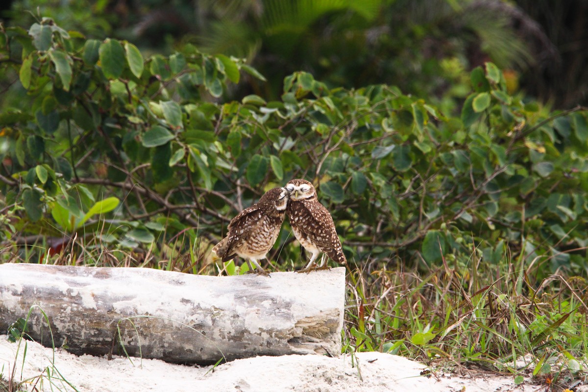 Burrowing Owl - Daniel Nicodemo Donadio