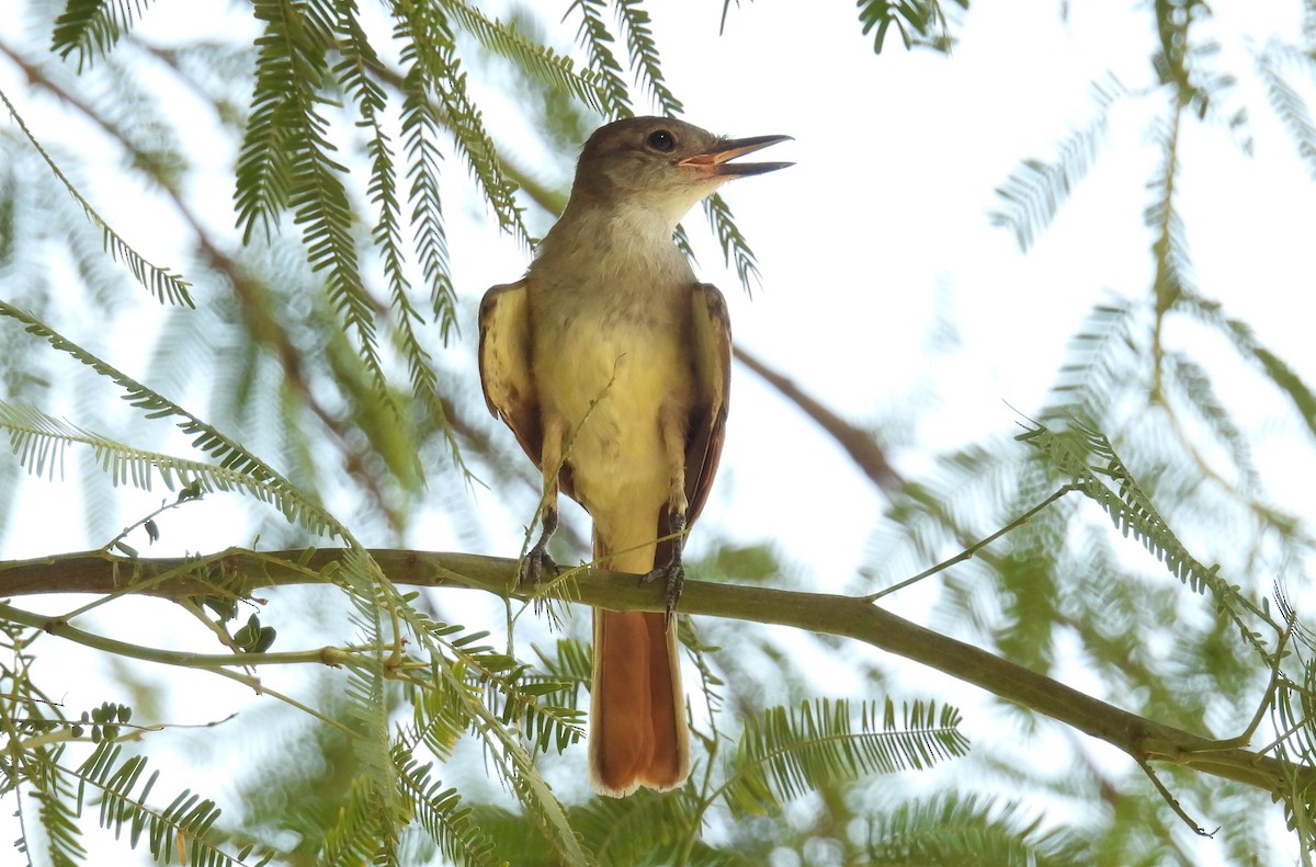 Ash-throated Flycatcher - ML623299282