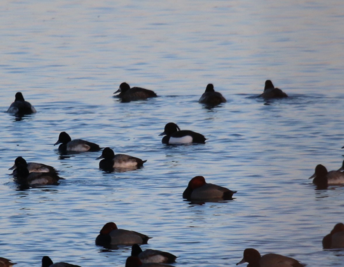 Tufted Duck - ML623299313