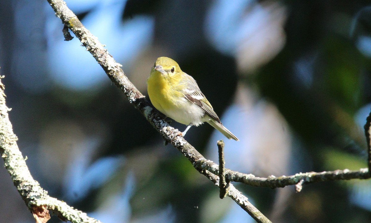Yellow-throated Vireo - ML623299338