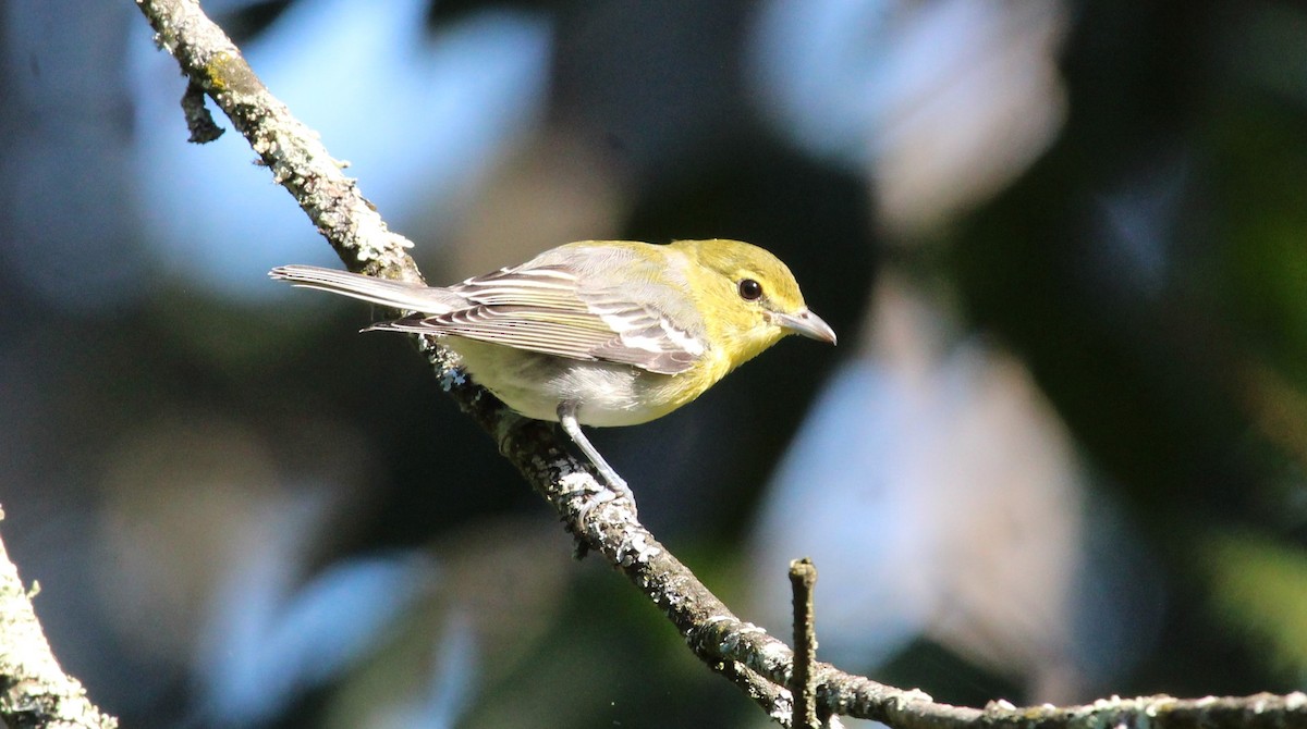 Yellow-throated Vireo - ML623299339