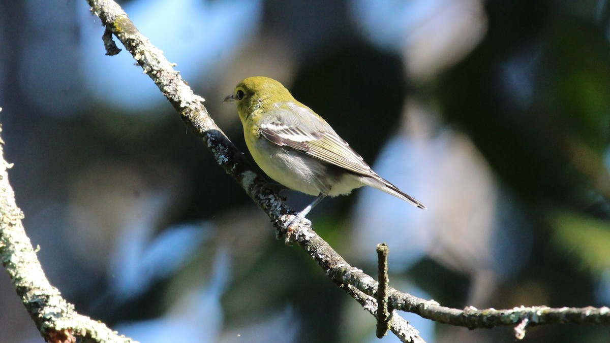 Yellow-throated Vireo - ML623299340