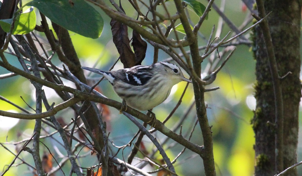 Black-and-white Warbler - ML623299352