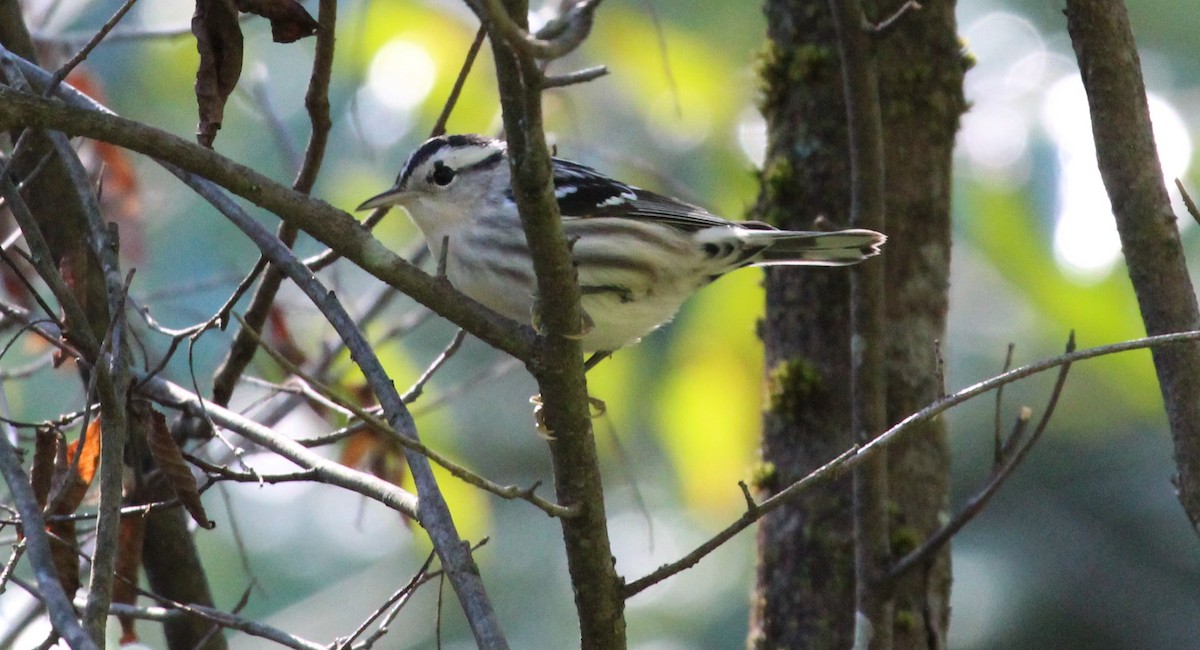 Black-and-white Warbler - ML623299353