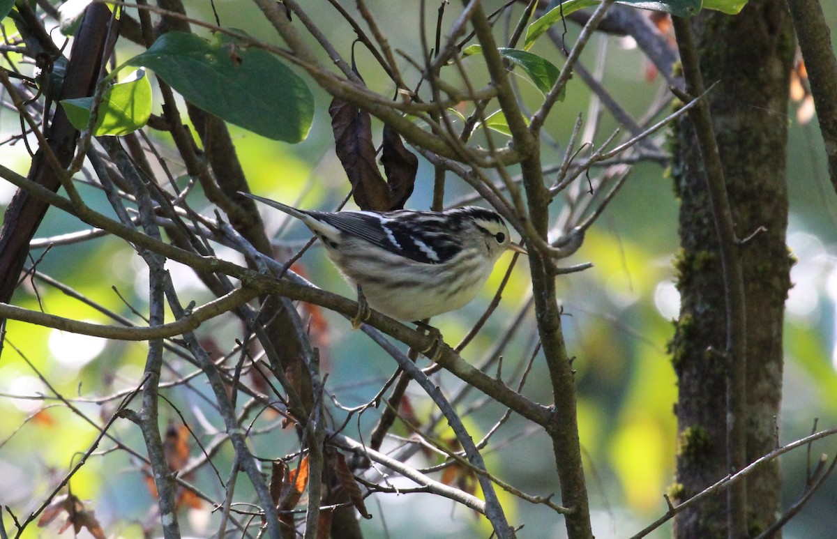 Black-and-white Warbler - ML623299354
