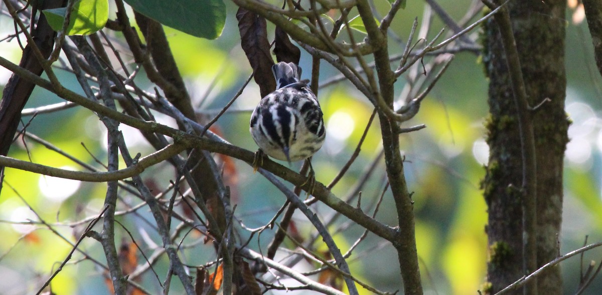 Black-and-white Warbler - ML623299355