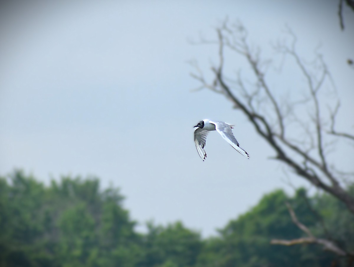 Bonaparte's Gull - ML623299364