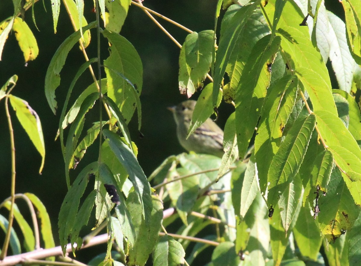 Yellow-bellied Flycatcher - ML623299368