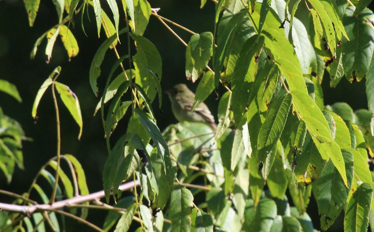 Yellow-bellied Flycatcher - ML623299369