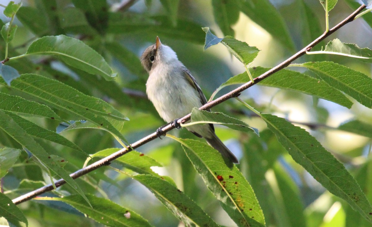 Least Flycatcher - ML623299415