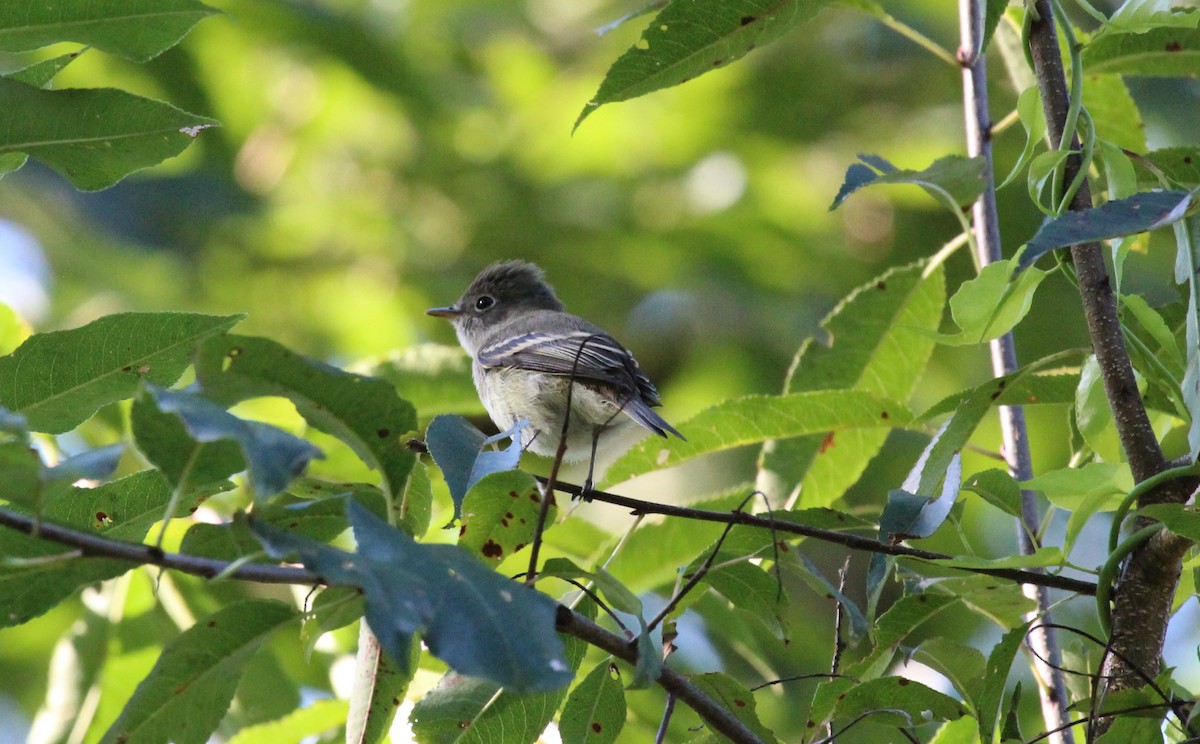 Least Flycatcher - ML623299416