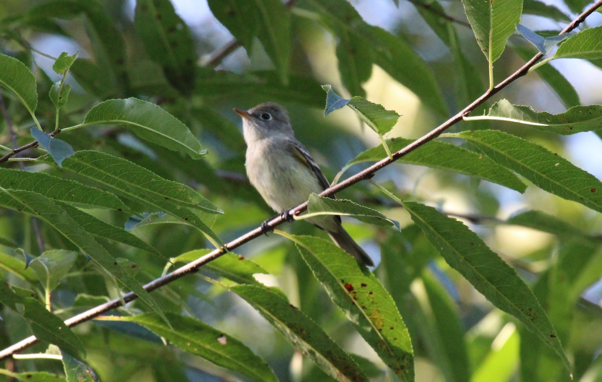 Least Flycatcher - ML623299417