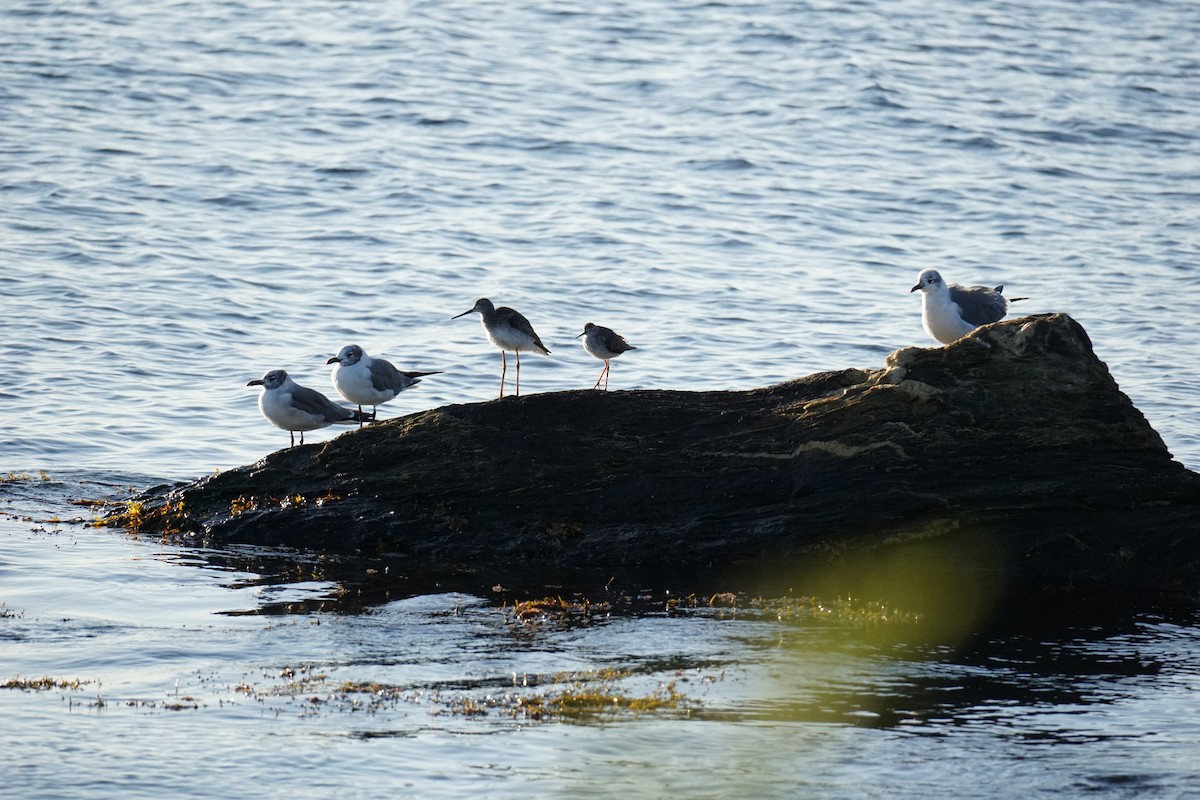 Greater Yellowlegs - ML623299468