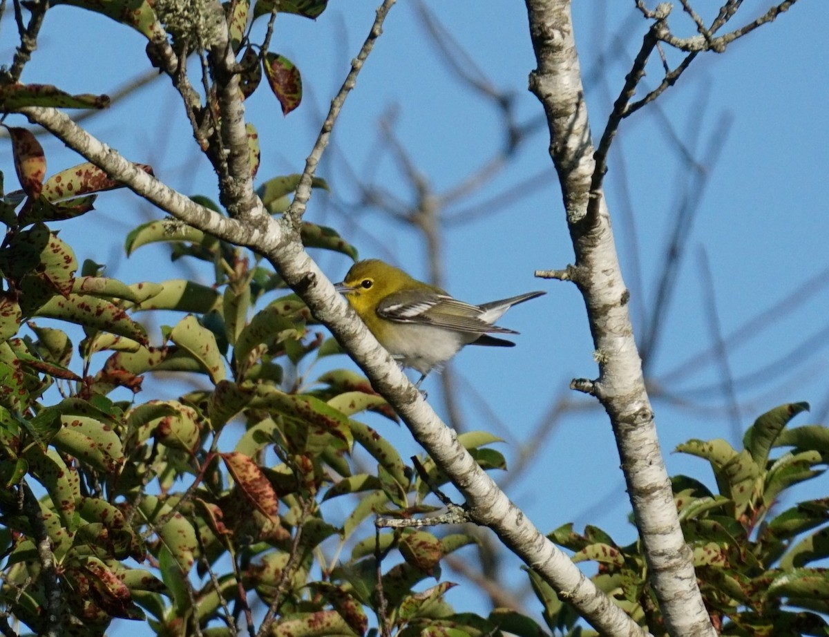 Yellow-throated Vireo - ML623299473