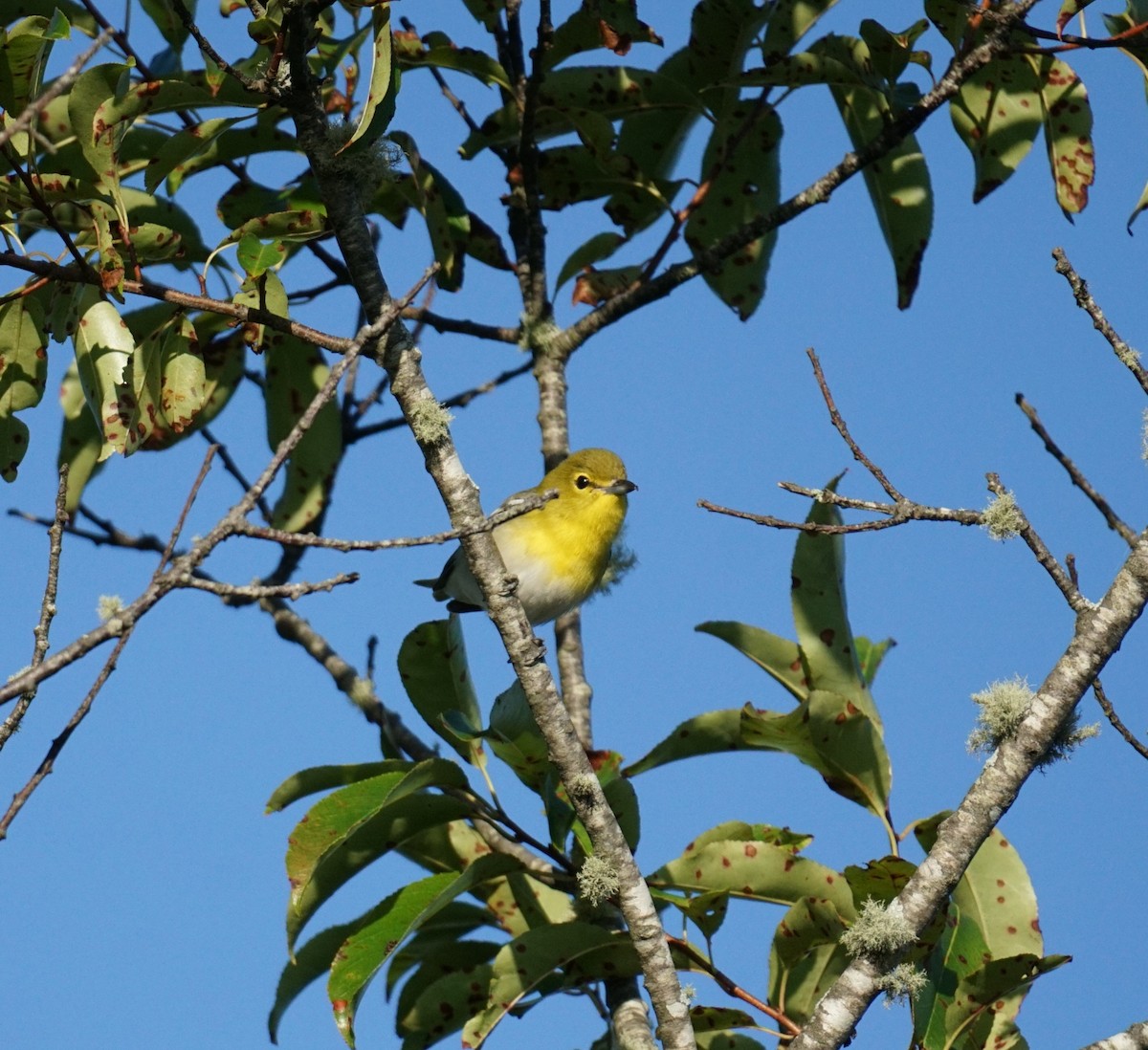 Yellow-throated Vireo - ML623299474