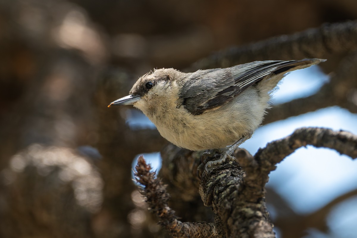 Pygmy Nuthatch - ML623299498