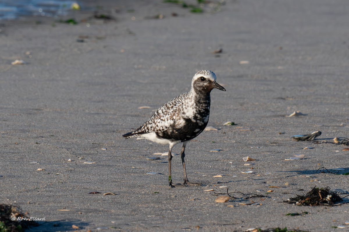 Black-bellied Plover - ML623299517