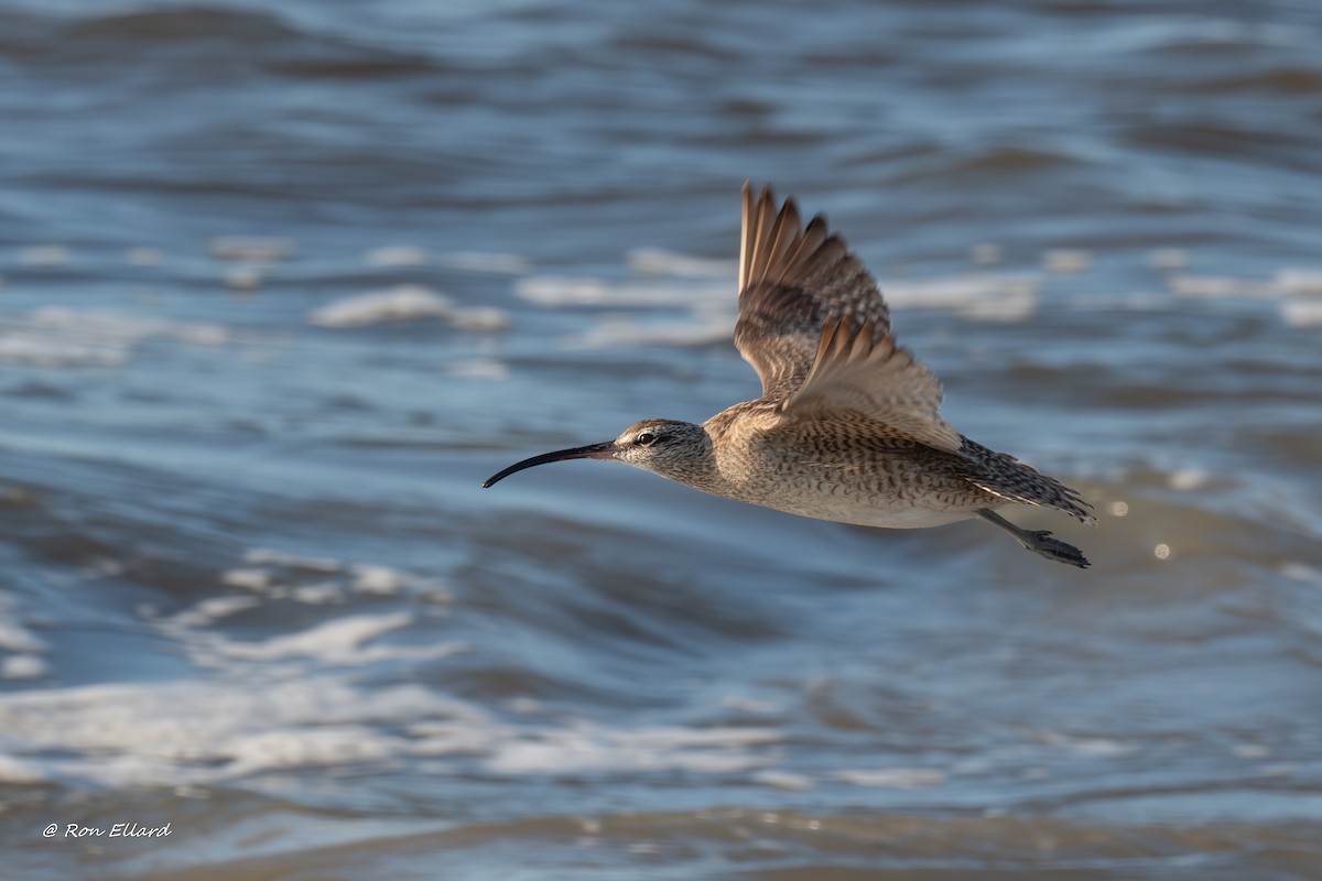 Hudsonian Whimbrel - ML623299522