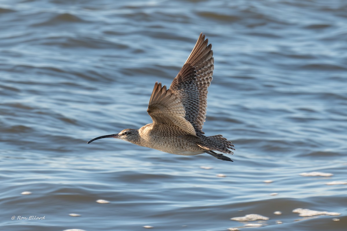 Hudsonian Whimbrel - ML623299523