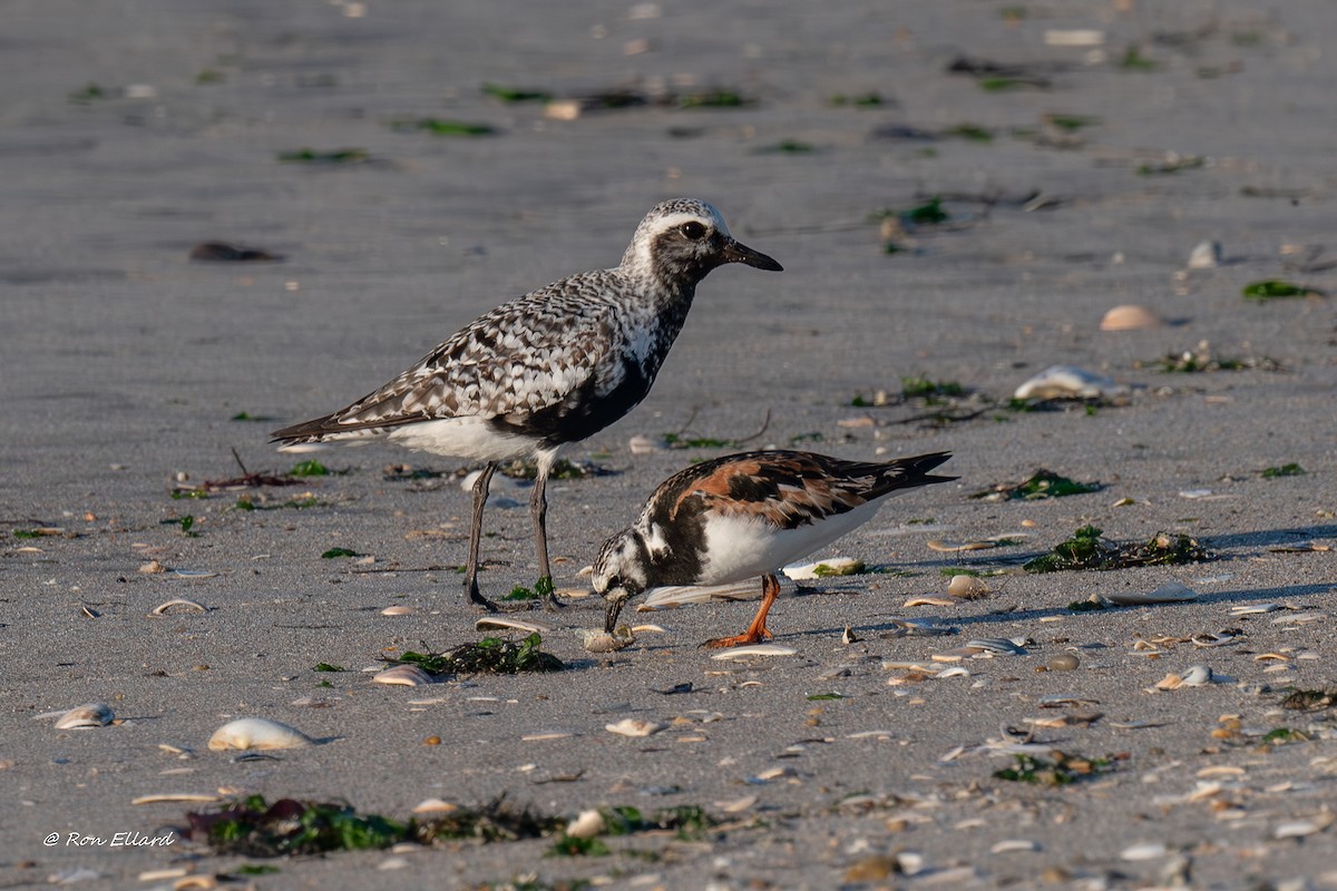 Ruddy Turnstone - ML623299526