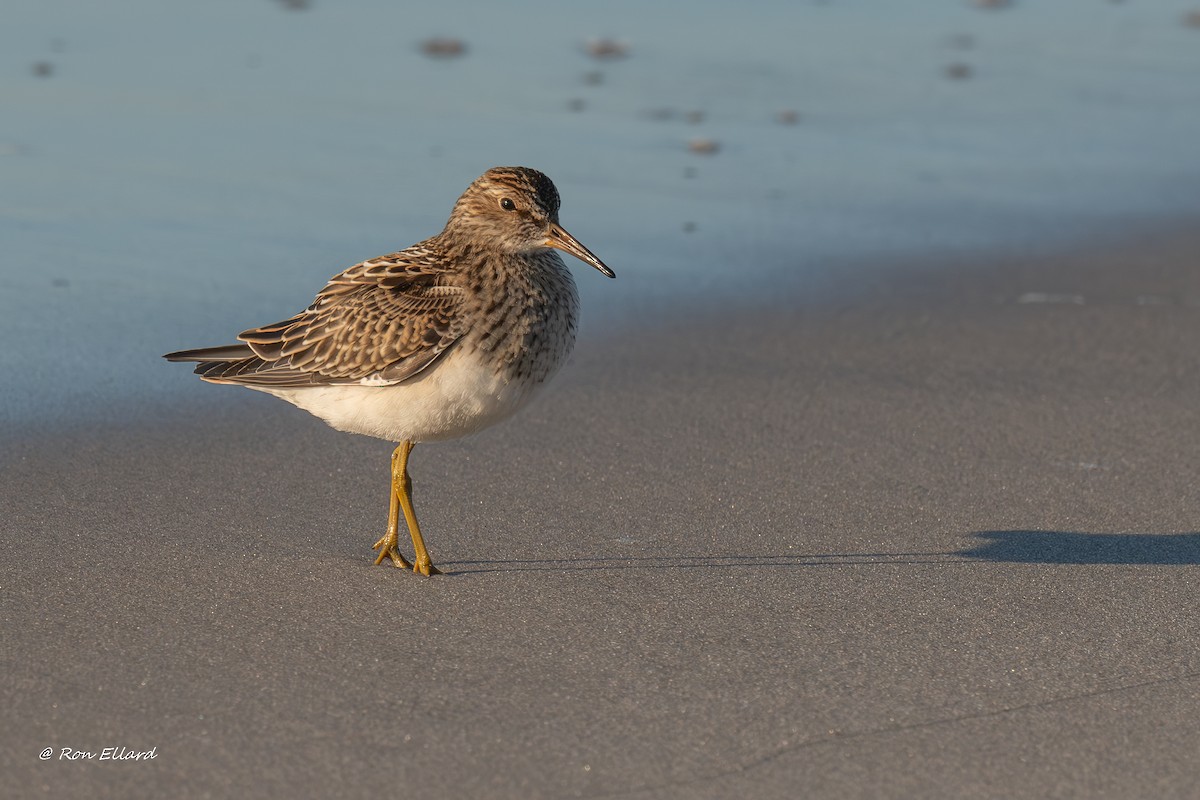 Pectoral Sandpiper - ML623299538