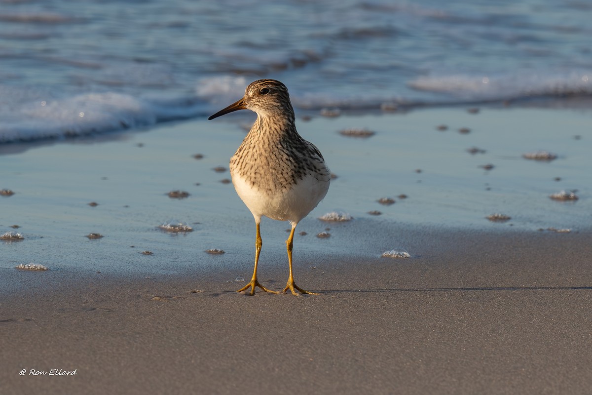 Pectoral Sandpiper - ML623299539