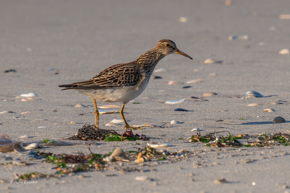 Pectoral Sandpiper - ML623299540