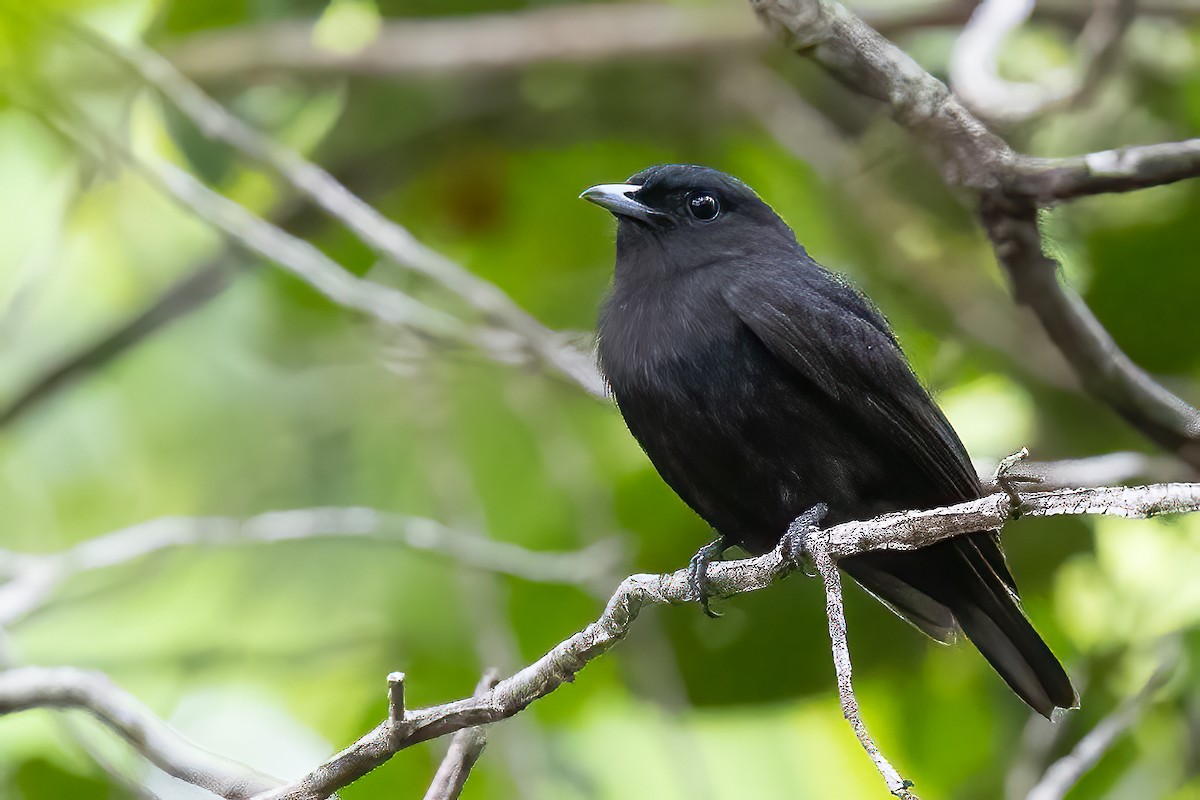 Black Manakin - ML623299552