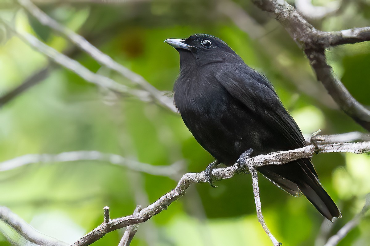 Black Manakin - ML623299555