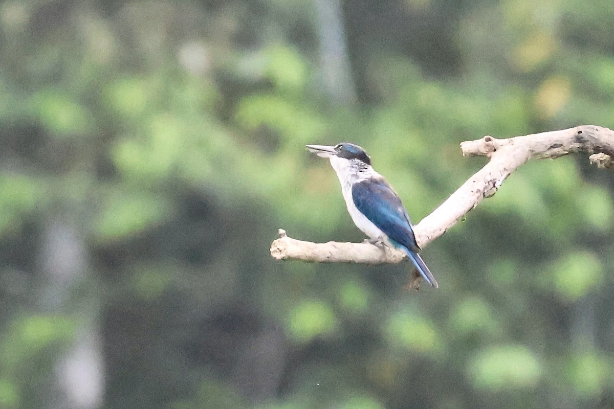 Collared Kingfisher (Collared) - ML623299559