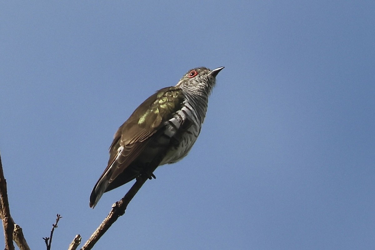 Little Bronze-Cuckoo (Gould's) - Gil Ewing