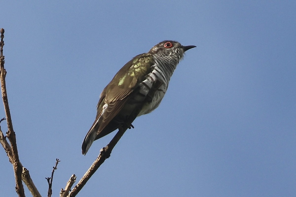 Little Bronze-Cuckoo (Gould's) - ML623299582