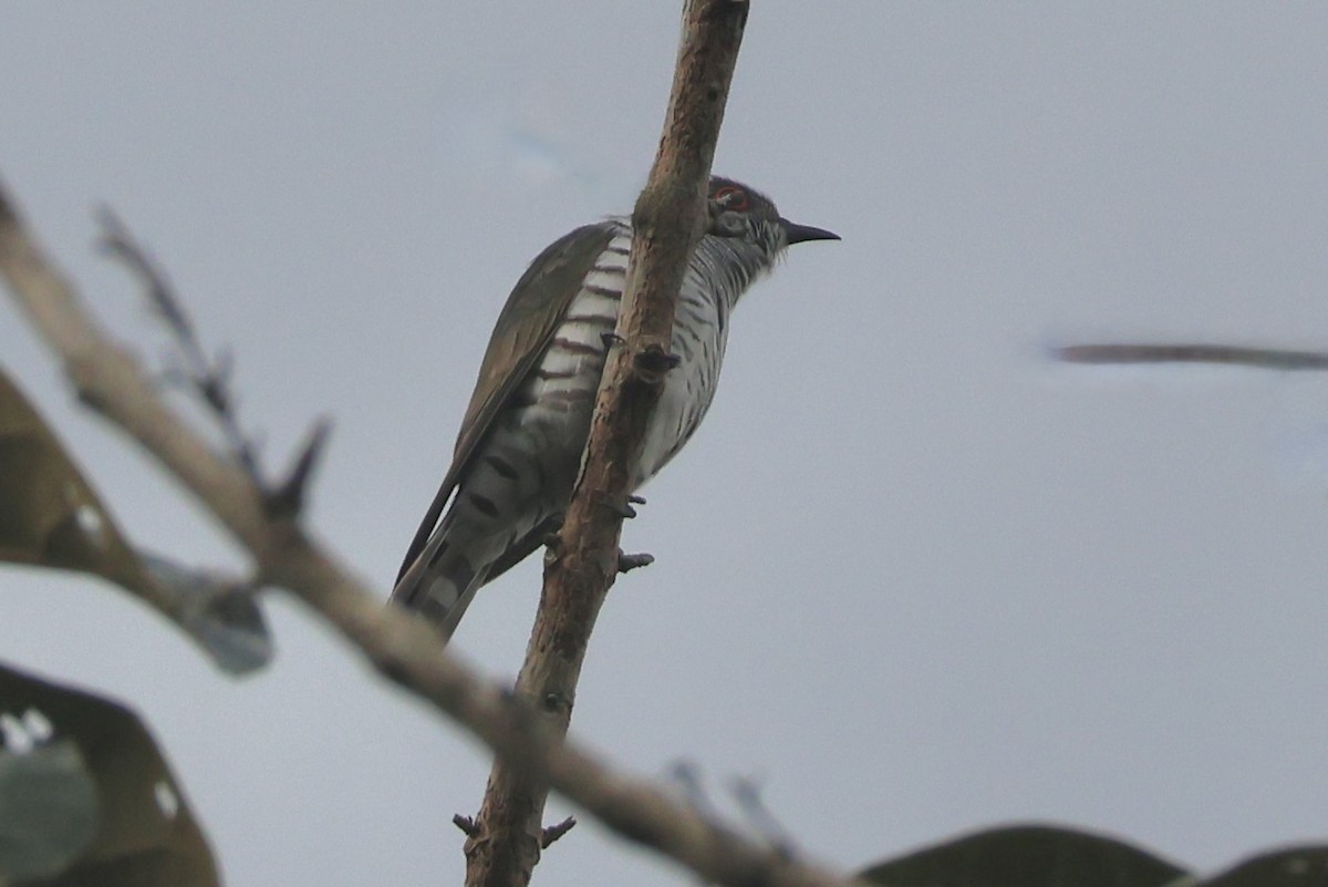 Little Bronze-Cuckoo (Gould's) - ML623299584