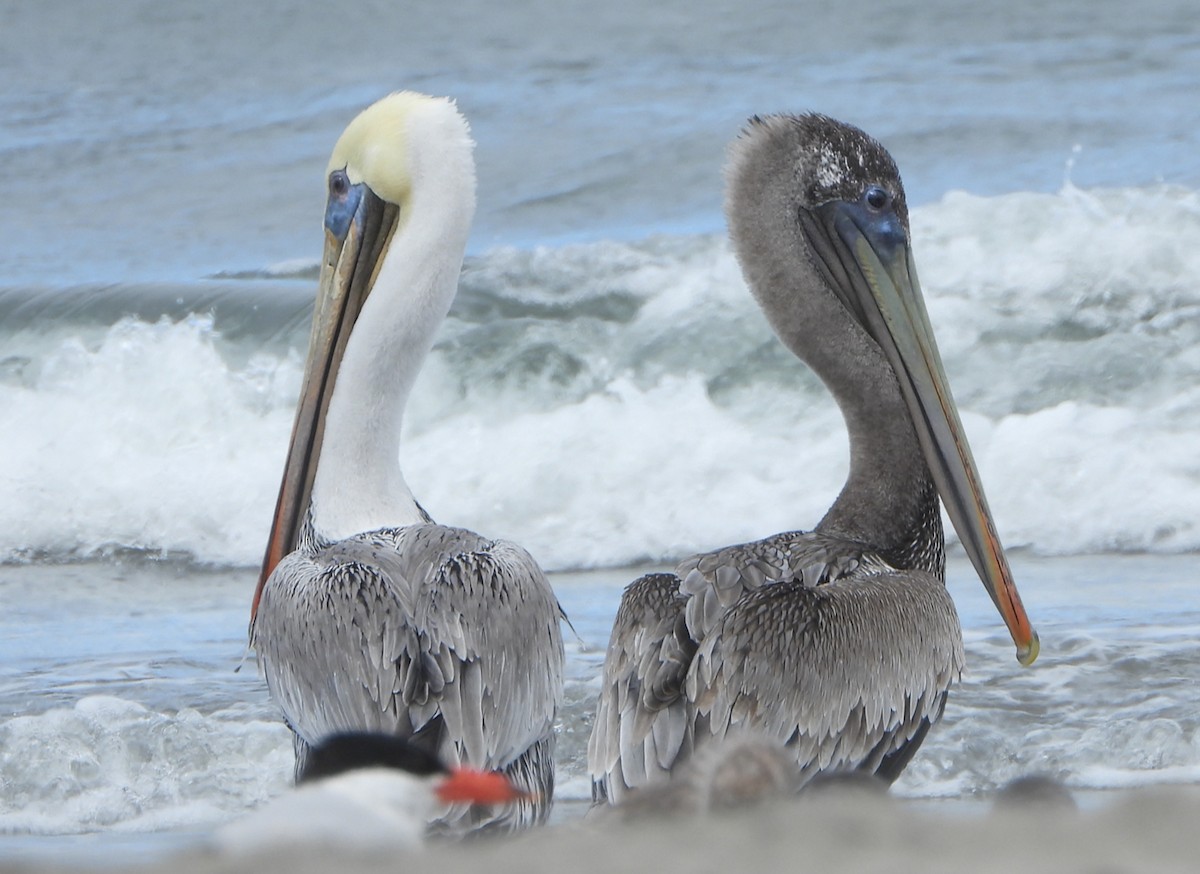 Brown Pelican - ML623299650