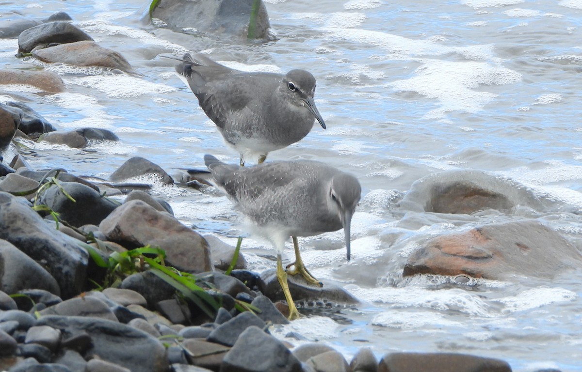 Wandering Tattler - ML623299669