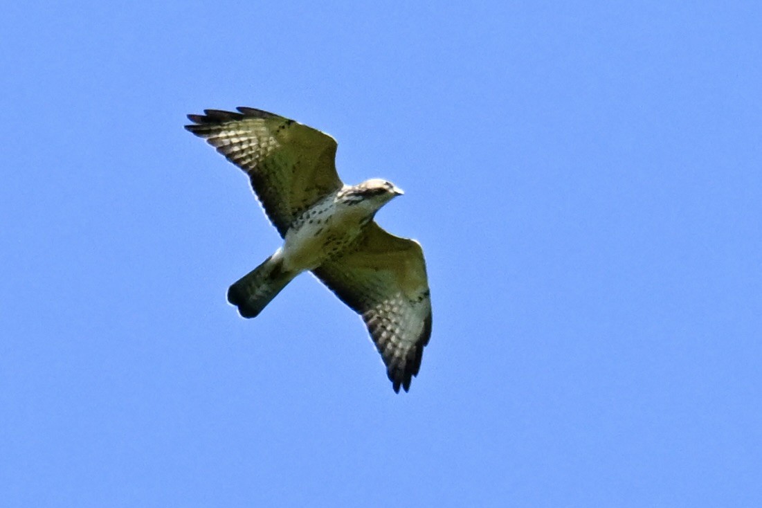 Broad-winged Hawk - Michele Carnerie