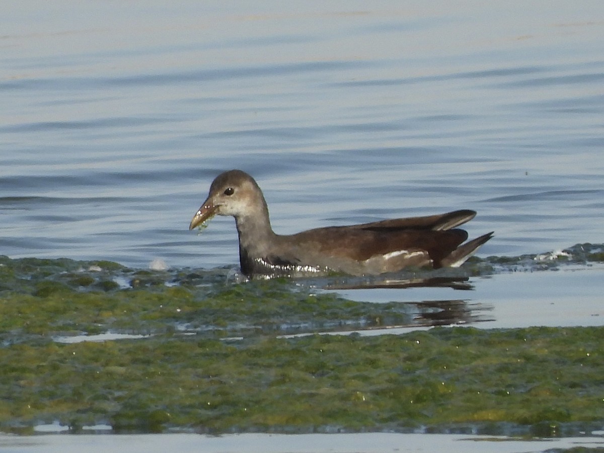 Common Gallinule - George Folsom