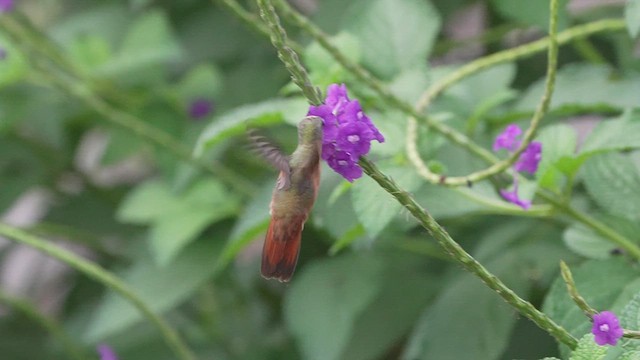 Cinnamon Hummingbird - ML623299774