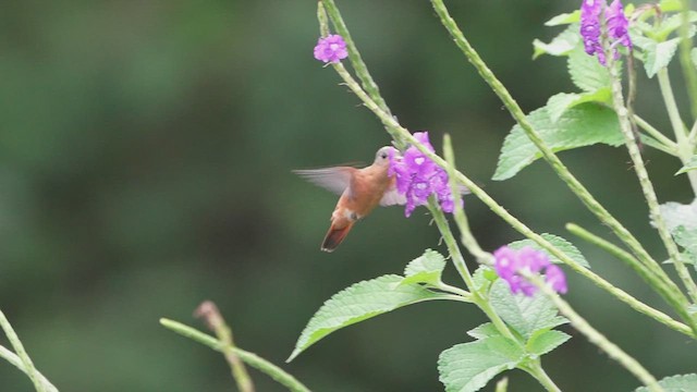 Cinnamon Hummingbird - ML623299775