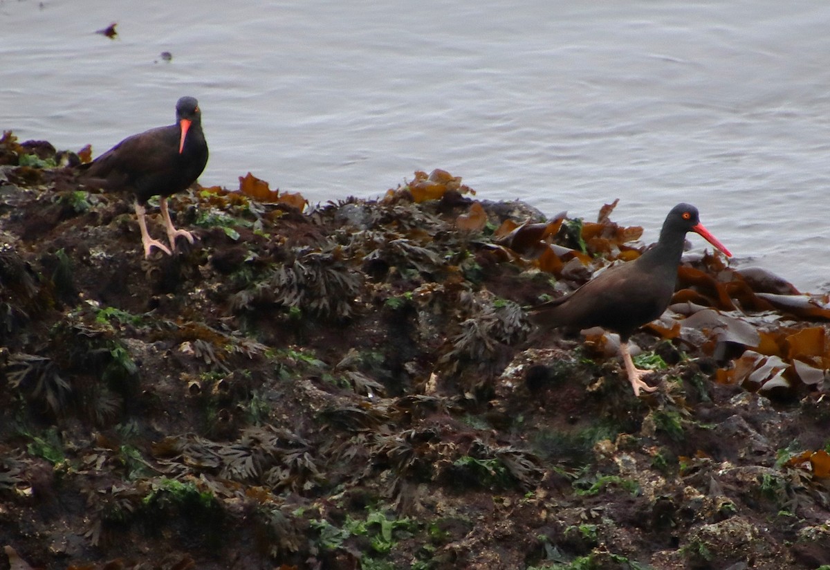 Black Oystercatcher - ML623299788