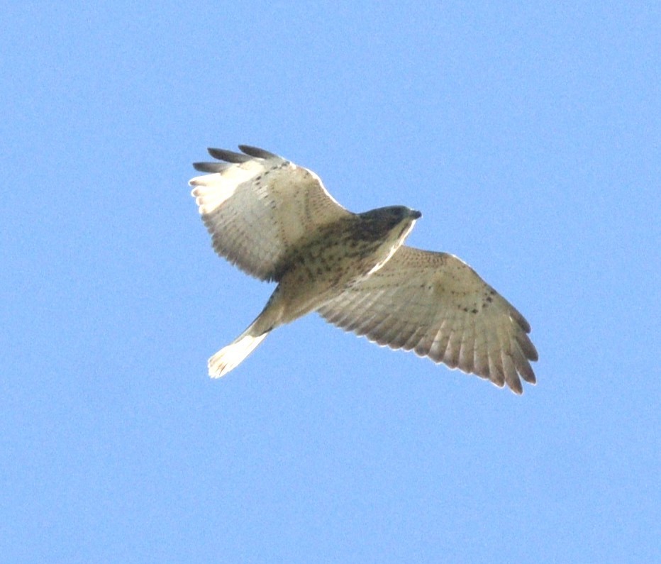 Broad-winged Hawk - Paul Shanahan