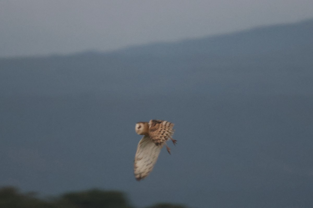 Australasian Grass-Owl - ML623299858