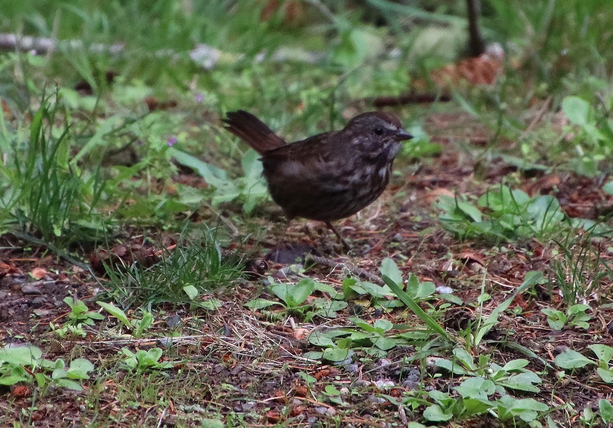 Song Sparrow - ML623299880