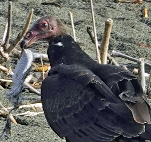 Turkey Vulture - ML623299900