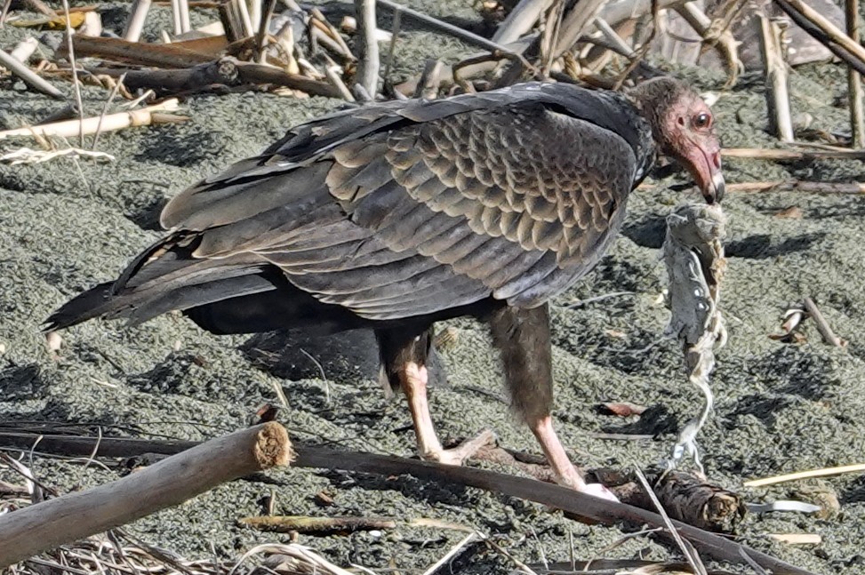 Turkey Vulture - ML623299901