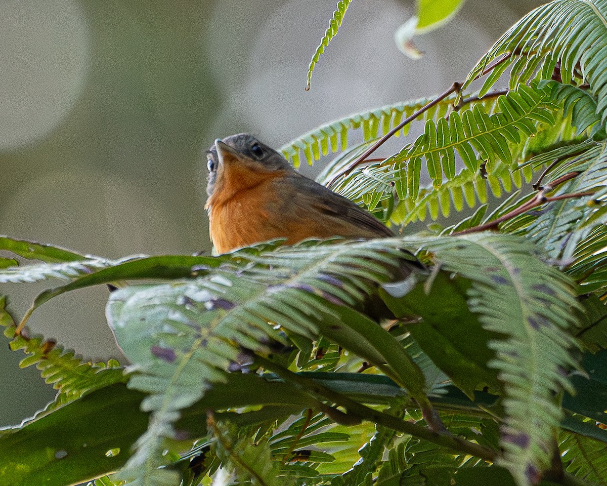 Parker's Antbird - ML623299931