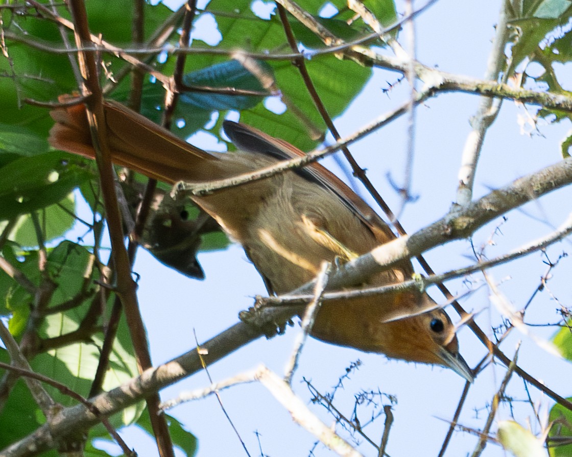 Buff-fronted Foliage-gleaner - ML623299935