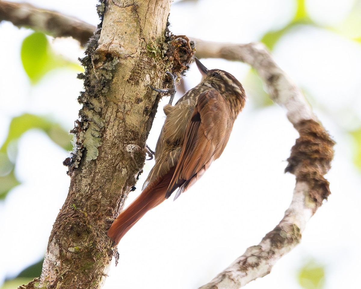 Streaked Xenops - Jhan C. Carrillo-Restrepo